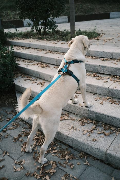 Unverzichtbare Hundeausrüstung