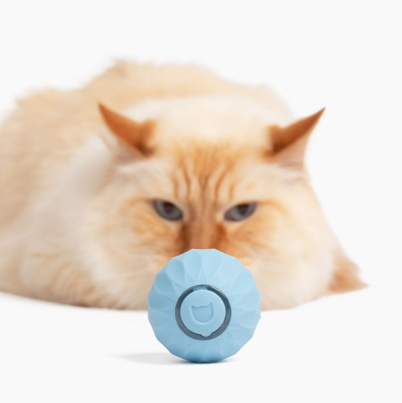 Interaktives Katzenspielzeug | Halten Sie Ihre Katze aktiv und glücklich - 1 + 1 Gratis!