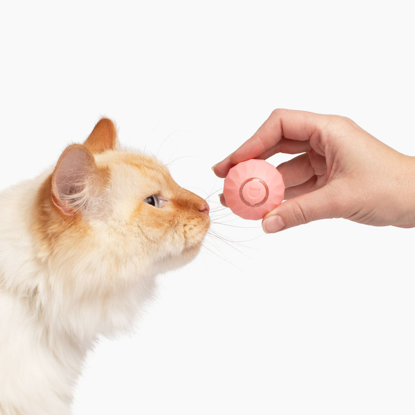 Interaktives Katzenspielzeug | Halten Sie Ihre Katze aktiv und glücklich - 1 + 1 Gratis!