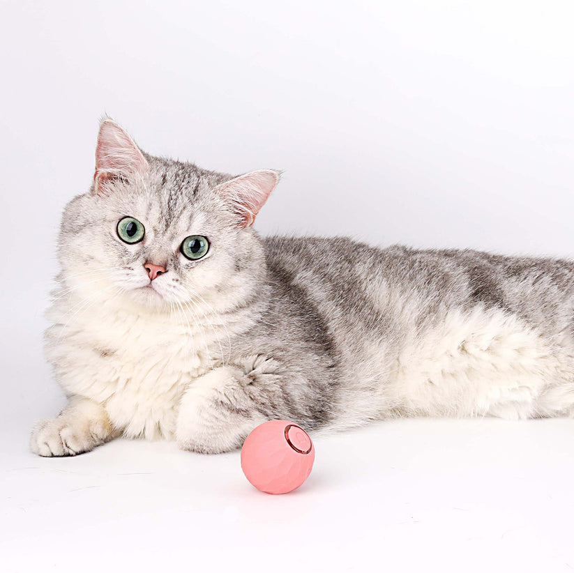 Interaktives Katzenspielzeug | Halten Sie Ihre Katze aktiv und glücklich - 1 + 1 Gratis!