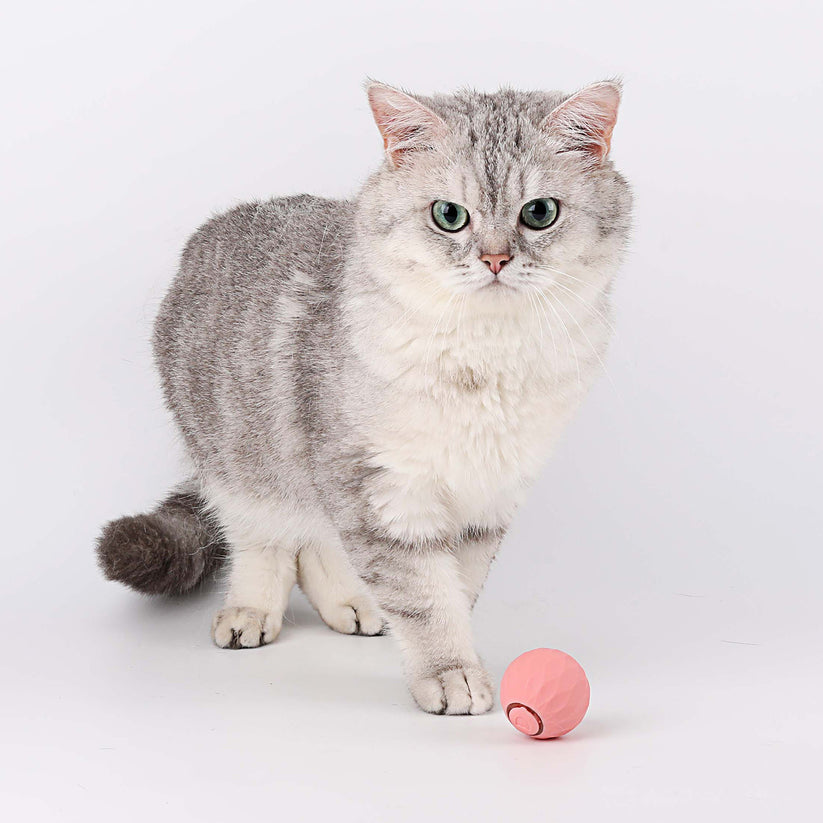 Interaktives Katzenspielzeug | Halten Sie Ihre Katze aktiv und glücklich - 1 + 1 Gratis!