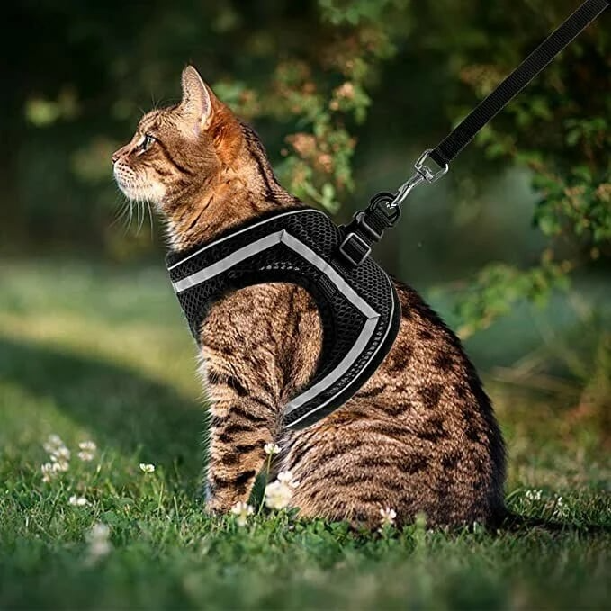 Verstellbares Katzengeschirr | Sicher, Bequem, Ausbruchsicher - 1 + 1 GRATIS