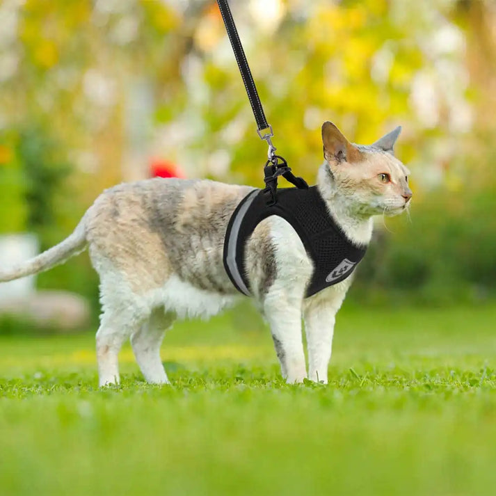 Verstellbares Katzengeschirr | Sicher, Bequem, Ausbruchsicher - 1 + 1 GRATIS
