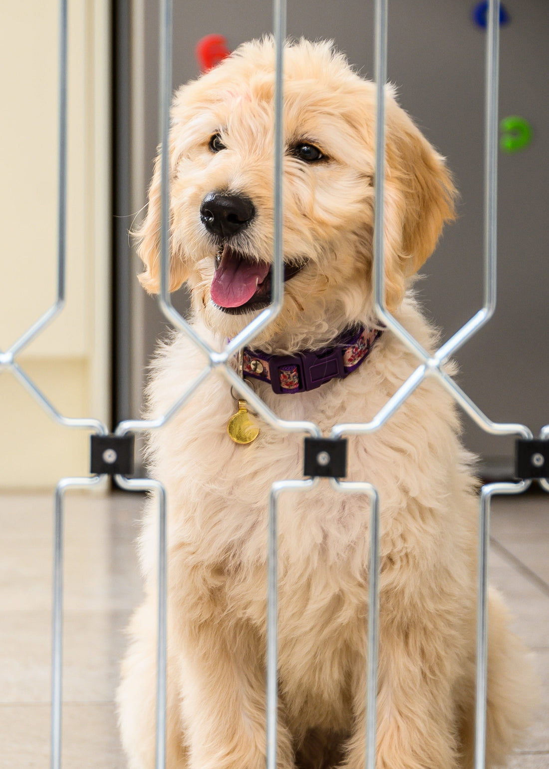 Hundeschutzgitter | Schützen Sie Ihren Hund und bewahren Sie einen ruhigen Geist